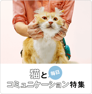 猫と毎日コミュニケーション特集