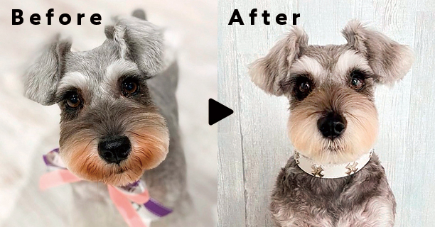 A.P.D.C.DOG 新商品
